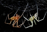 parende hangmatspinnen (linyphia triangularis) 07-2011 0001